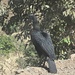großer schwarzer Nashornvogel am Straßenrand