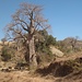 Affenbrotbäume (Baobab) - selten in Äthiopien<br />Leider nicht im Bild: Die recht trockene, tiefgelegene Landschaft (ca. 1000 m ü NN) ist übersät von Weihrauchbäumen