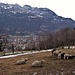 Pecore in via della Pradella sotto Laghetto.