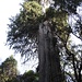 ein Wacholderbaum: ja kaum zu glauben, aber so sehen die in Äthiopien im Menagesha-Forest wirklich aus