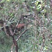 Suchbild und unscharf: aber dennoch ist in Bildmitte klar ein braunes Tier zu erkennen: Der [http://de.wikipedia.org/wiki/Buschbock Bushbock] (Tragelaphus sylvaticus).