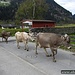 Mucche di ritorno alla stalla