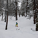 Dimanche 12 : la belle forêt skiante du Bois Noir