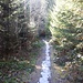 Sogar Eis hat es noch auf dem Weg im Wald