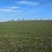 Bäume am Horizont