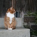 während diese goldene Katze nahe bei Hähni majestätisch den Eingang bewacht