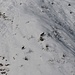 Quasi im Ischgler Skigebiet tummeln sich die Gemsen