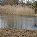 Weiher im Weiherholz oberhalb Pfäffikon