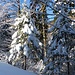 Winter bis in die kleinsten Verästelungen: der schöne Schnee entschädigt für die Spurarbeit.