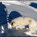Die ersten Sonnenstrahlen, der Hund und ich (auf der linken Seite!).