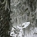 im winterlichen Wald