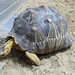 Madagaskar-Strahlenschildkröte