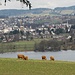 Postcard with cows, lake Greifensee and Uster in the background.