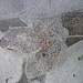 Wunderschöne Naturkunst - ein Ahornblatt ist im Eis einer Pfütze eingeschlossen.