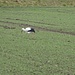 Ein Storch auf Beutezug 