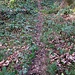 It's a trail, isn'd it?? (I like those well-behaving blackberries which stay near to the ground.)