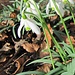 Snowdrops at the edge of the forest.<br />Near to the housing Vorder Wannwis the creek Heubergbach runs in-ground. I follow the forest edge to the upper part of Dorfbach.