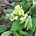 A primrose. Crumbs of dirt and damaged leafs as results of high water the night before.
