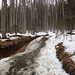 Auf Schneeresten gehts durch den Wald