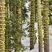 Interesting lichen rings around pine trees