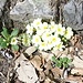 <b>Primula vulgaris.</b>