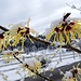 äusserst dekorativ präsentieren sich die schönen [https://de.wikipedia.org/wiki/Zaubernuss Zaubernuss]-Blüten mit gefrorenen Schneepartikeln ...