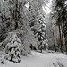 ... und wandern durch malerischen Winterwald ...