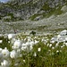 la bellissima piana alluvionale sotto al Tiefengletscher