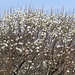 Bracchio in fiore