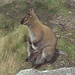 ein zahmes Wallaby mit Jungem am Cradle Mountain