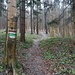 Der Wanderweg führt durch den Wald...