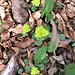 Chrysosplenium alternifolium L.
Saxifragaceae

Erba milza comune.
Dorine à feuilles alternes.
Welchselblättriges Milzkraut.