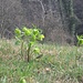 Helleborus viridis L.<br />Ranuncolaceae<br /><br />Elleboro verde.<br />Hellébore vert.<br />Grüne Nieswurz.<br />