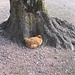 Una gallina Cocincina accoccolata fra le radici di un albero.