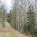 Typischer Abschnitt auf dem Kolonnenweg: Richtung "Osten" landwirtschaftlich genutzte Flächen, Richtung "Grenze" hat Birkenwald den ehemaligen Todesstreifen erobert.