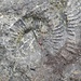 Kleiner Ammonit in den Gipfelfelsen