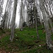 Viel Bärlauch im nebligen Wald im Anstieg zur Kastenwand