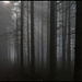 Nebelwald 7 - Juhu, ein Sonnenstrahl