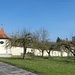 Knorrige Obstbäume vor der Klostermauer