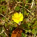 Andere gelbe Blume ... ;-)