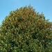 winterlich blühende Stechpalme - auch vom Ausmass, vom Eindruck her "bestechend"