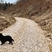 Wanderhund und Wanderweg