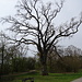 der größte Baum in Herrenberg, 5,5 m Stammdurchmesser, ca. 350 Jahre alt