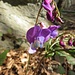 Frühlings-Platterbse (Lathyrus vernus)