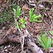 Daphne mezereum L.<br />Thymelaceae<br /><br />Fior di stecco, Dafne mezereo.<br />Bois gentil.<br />Echter Seidelbast.