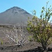 spärlicher Pflanzenwuchs auf Vulkanasche