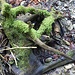 bemoostes Kunstwerk der Natur