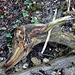 Fliegender Fisch im Lochbach