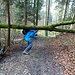 Guyer-Zellerweg am Hoheneggbach:der Baum war vor uns da