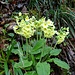 Leuchtende Schlüsselblumen